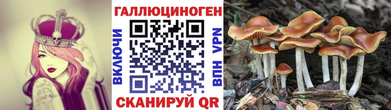купить   Строитель  Галлюциногенные грибы Cubensis 